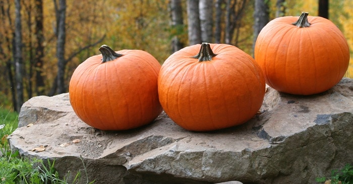 700 × 366