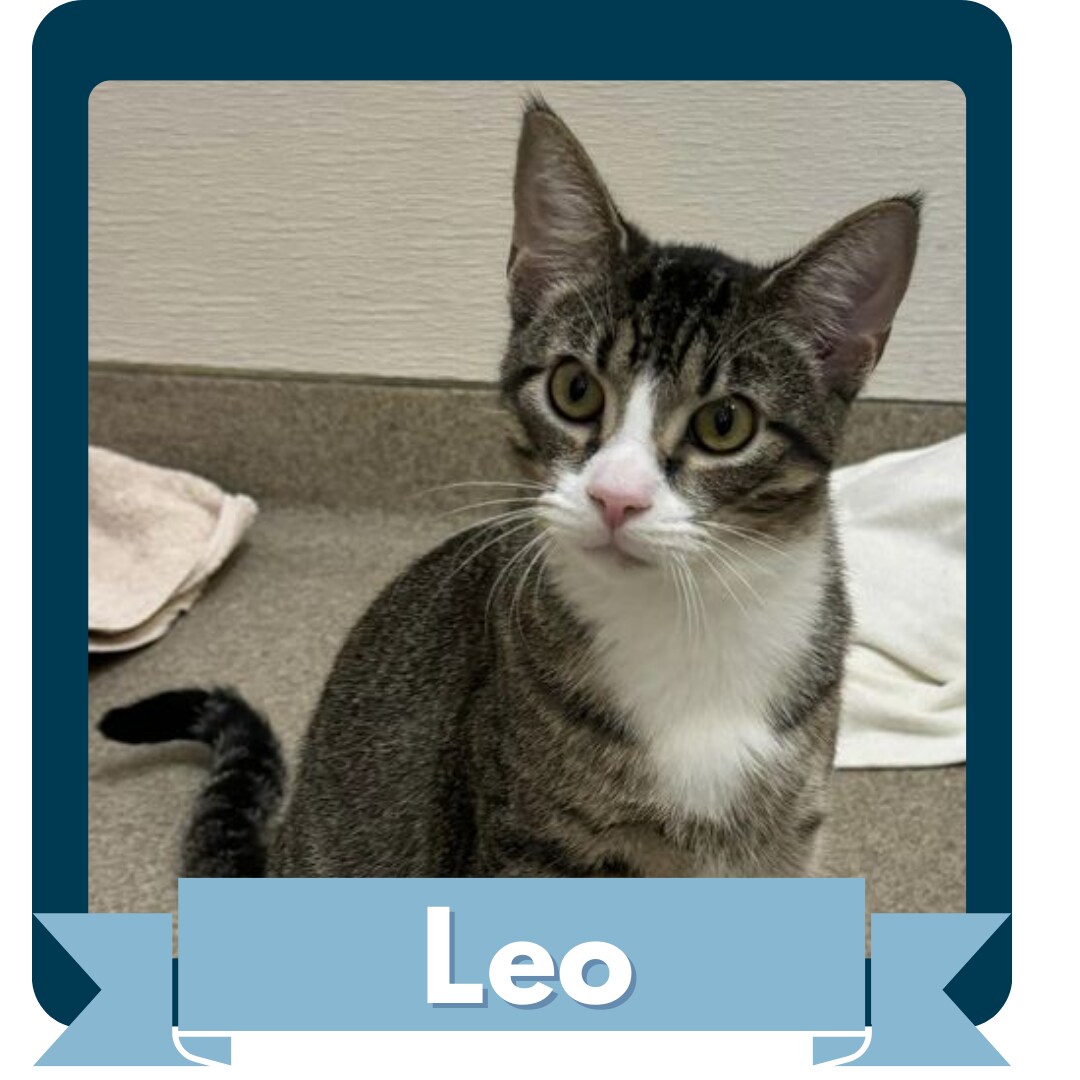Leo.png