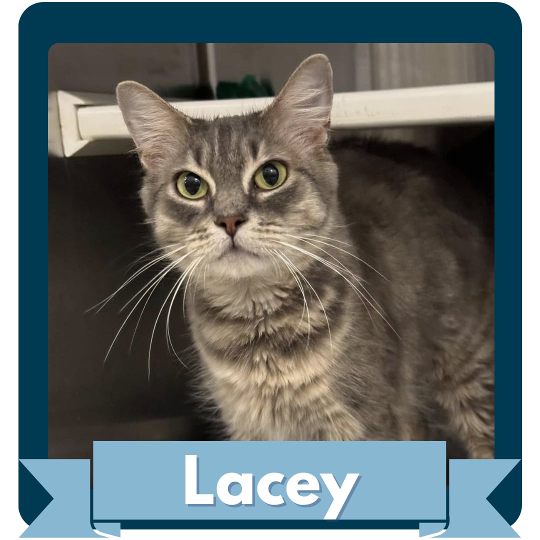 Lacey.png