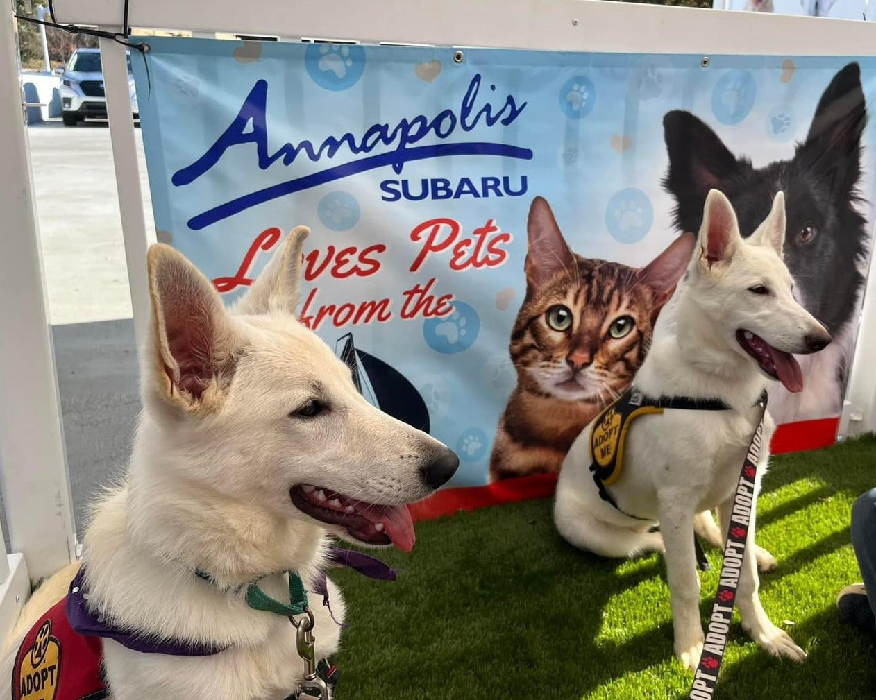 Loves pets 2023.jpg