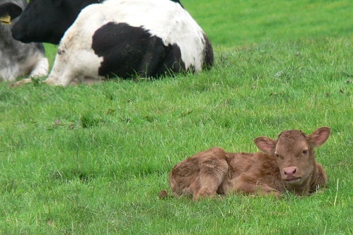 cows-on-best-family-farm-york-county-pa-excerpt