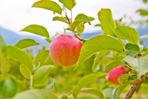 peach-on-tree-family-orchard-york-pa