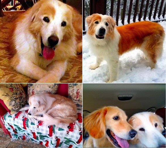 Laughter As Golden Retriever Adopts 'Pet Rock' As His Friend