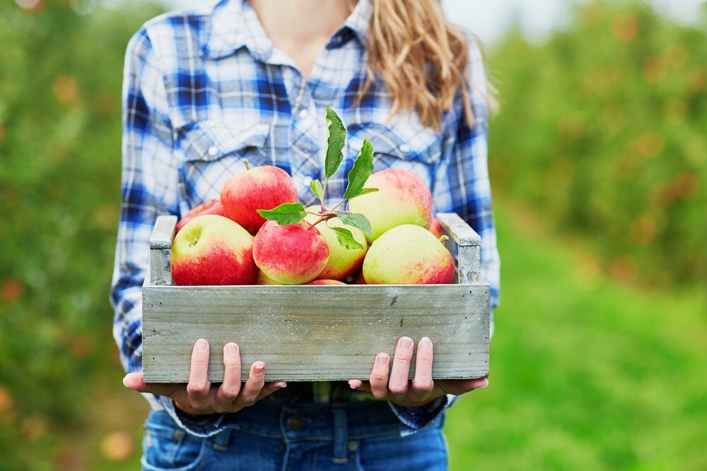 Best Apple Picking Spots Freehold NJ Audi Freehold