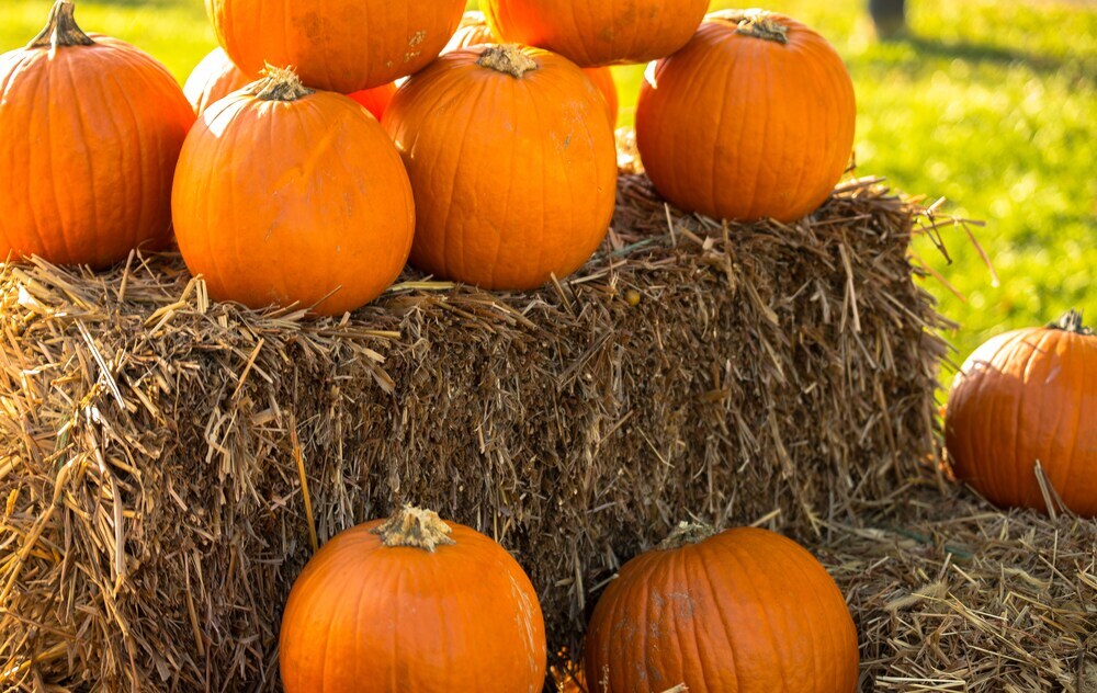Red Wagon Farm Market image 3
