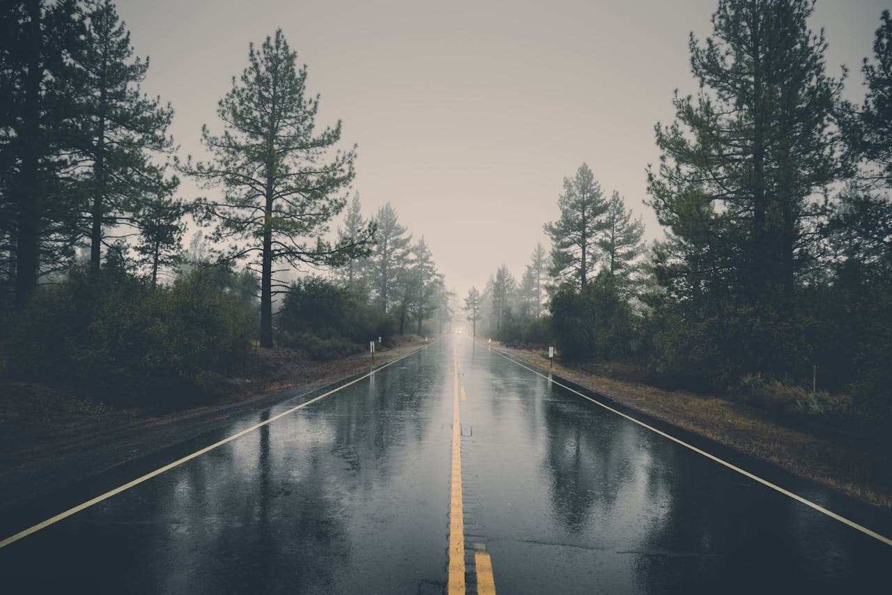 Road Between Pine Trees.jpg