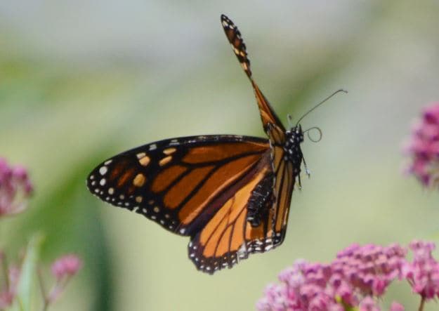 the annual butterfly festival is returning to springfield, missouri