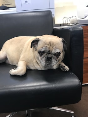 Staff member ROXY from 725c272b249b
