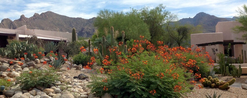 View of Westward Look Resort near Casas Adobes, AZ