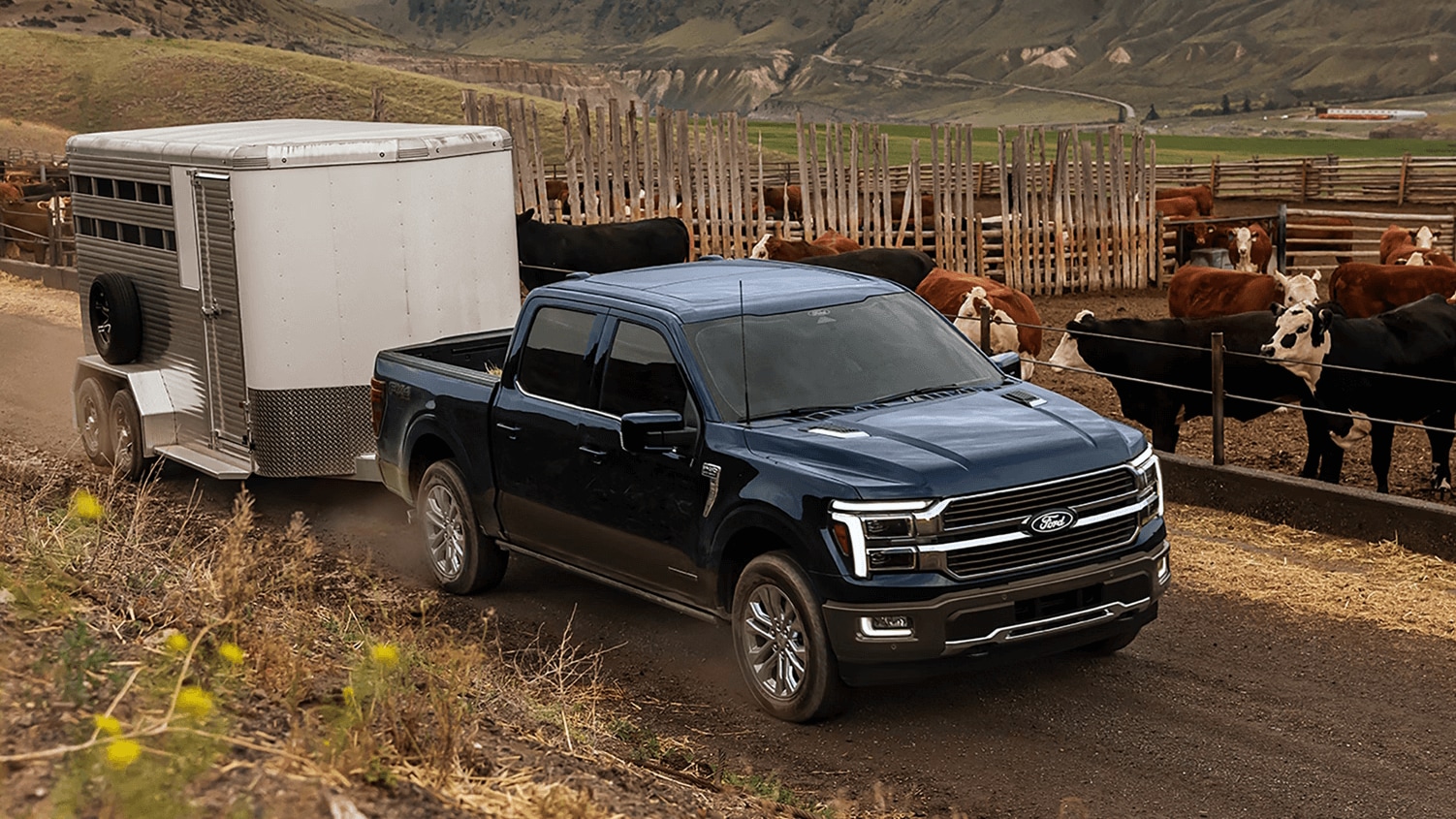 Ford F-150 hauling a trailer with cows in the background