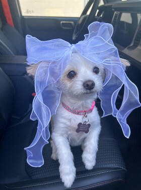 Staff member Crystal from ID_4b3da54321bc