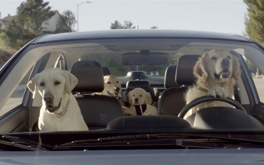 Subaru dogs in Covington LA.jpg