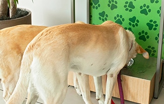 Pet Station Pet Station