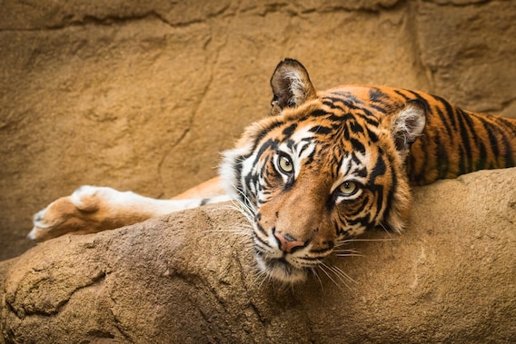 Community Spotlight: Rosamond Gifford Zoo | Bill Rapp Subaru Community Spotlight: Rosamond Gifford Zoo | Bill Rapp Subaru