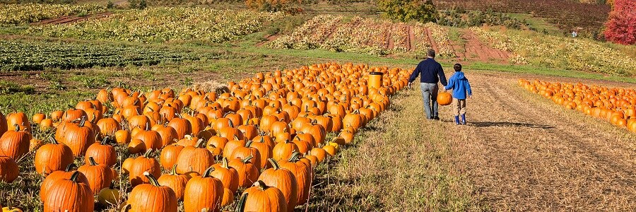 Pumpkin Picking in Syracuse