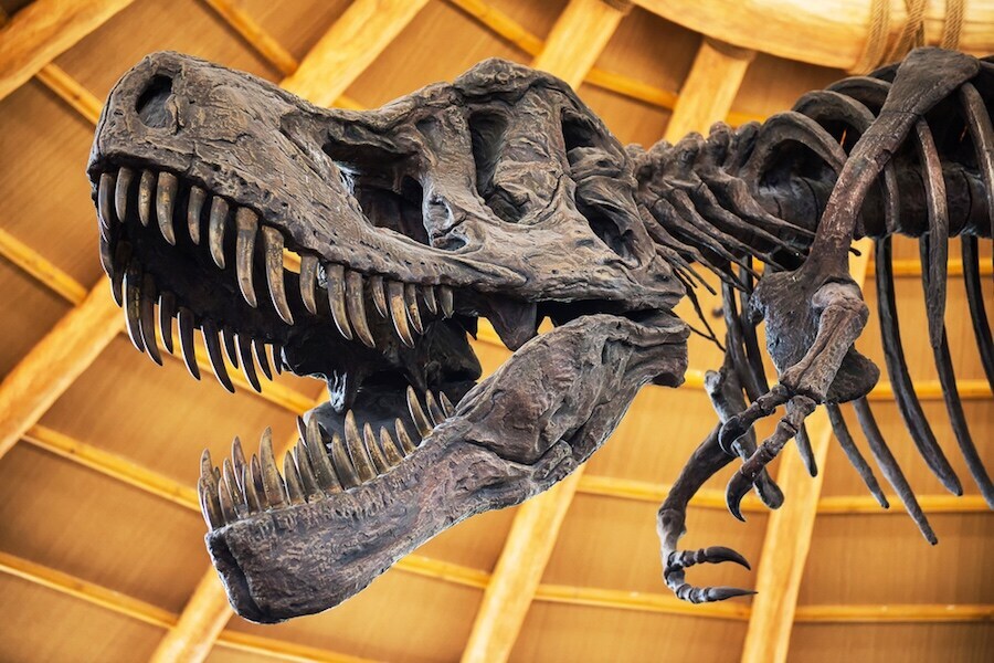 T-Rex Skeleton