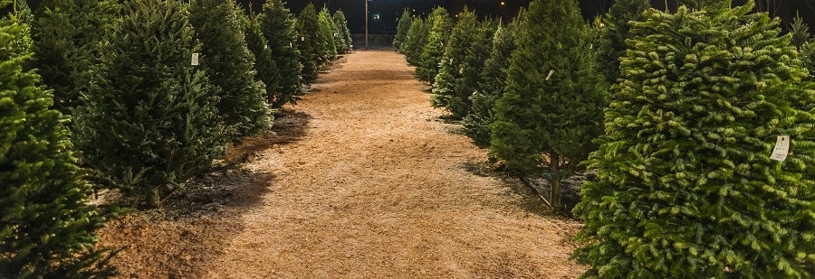 Christmas Tree Farm
