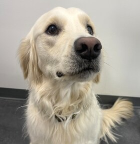 Staff member Tucker from ID_add00c