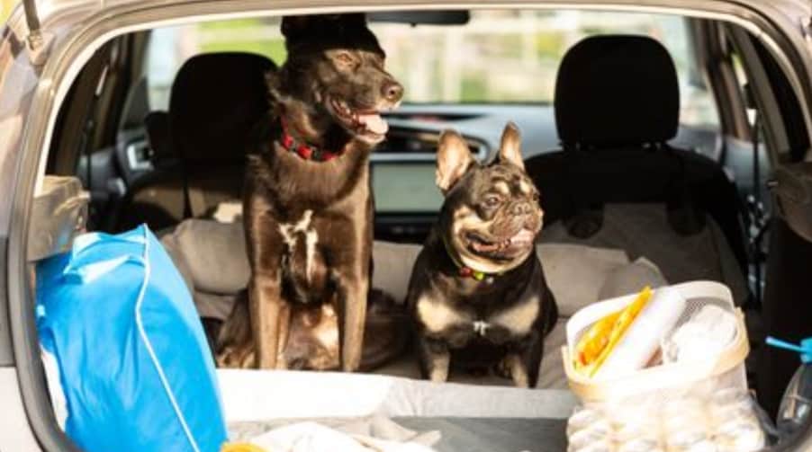 best bmw suvs for dogs .png
