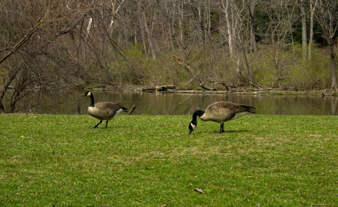 a couple of geese walking across a lush green field