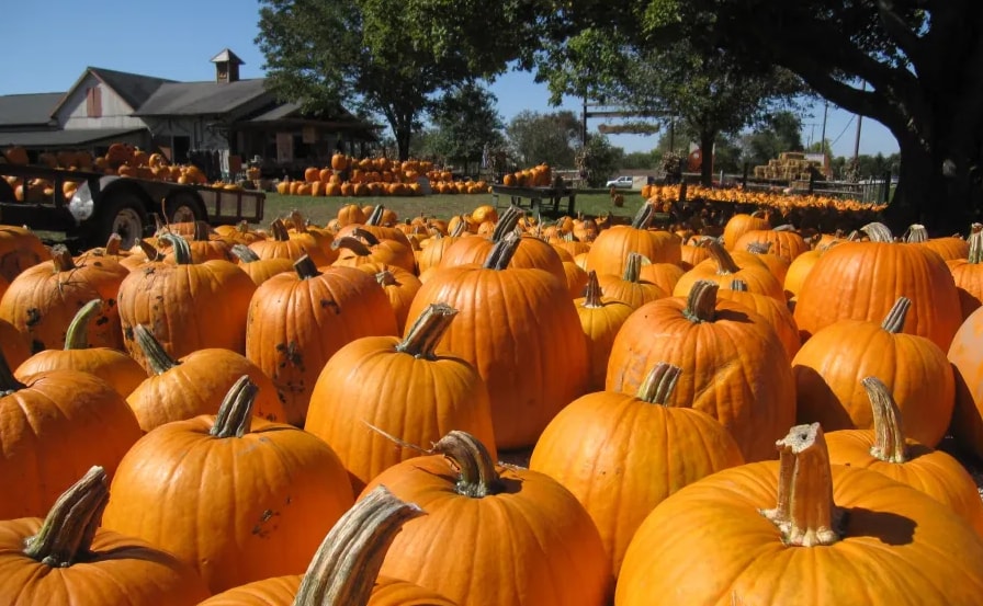 Pumpkins%20displayed%20at%20outdoor%20pumpkin%20patch.png