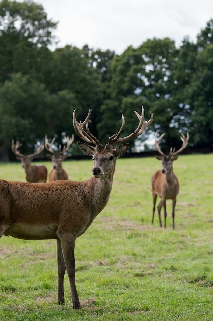 Group of Deer.jpg