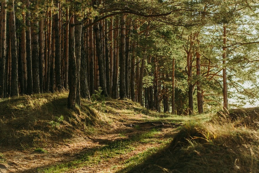 Trees.jpg