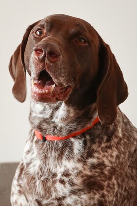 Staff member Hemi Weaver from a008b4251e64