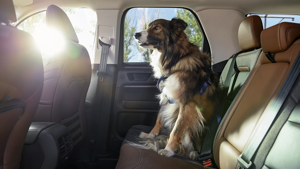 Dog riding in the back seat of an Explorer