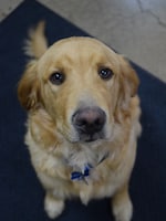 Staff member Mr. Winston from ID_26e5e1