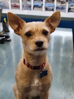 Staff member Pepito from ID_869b2e