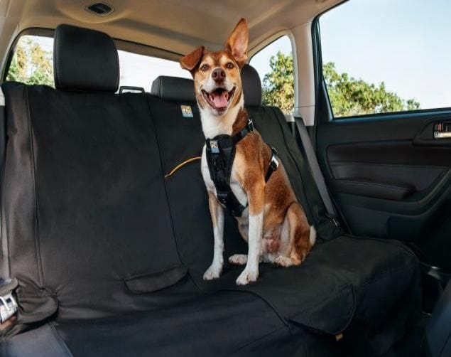 Dog Sitting in Car