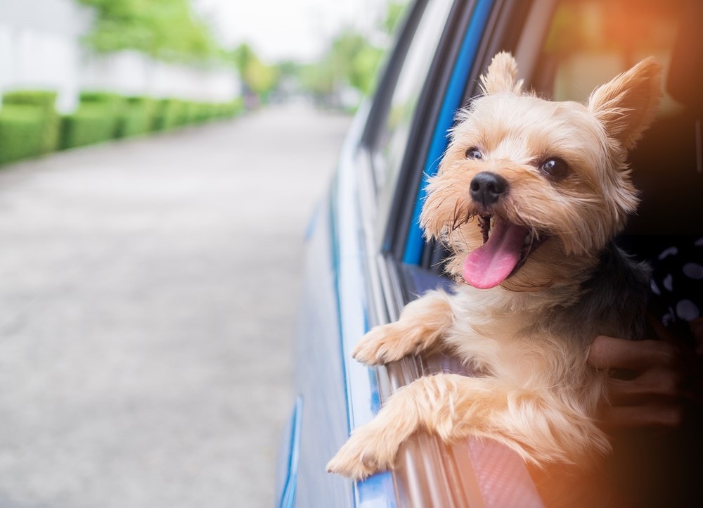 Happy Dog in Hyundai near Miami, FL