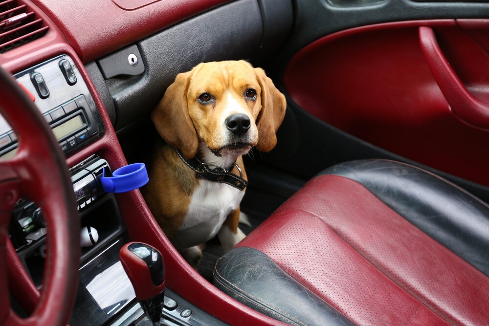 Dog hiding in front seat near Miami, FL