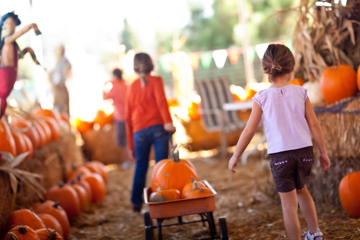 Where to Pick Pumpkins Near Me.jpeg