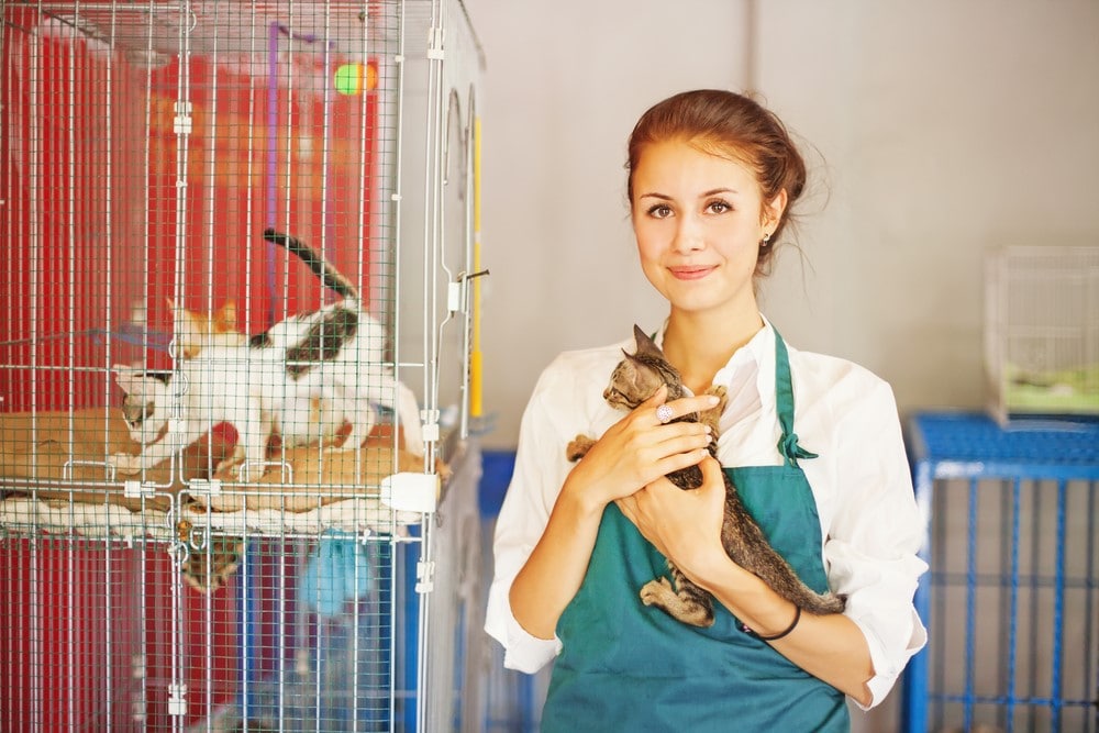 The Cat Network