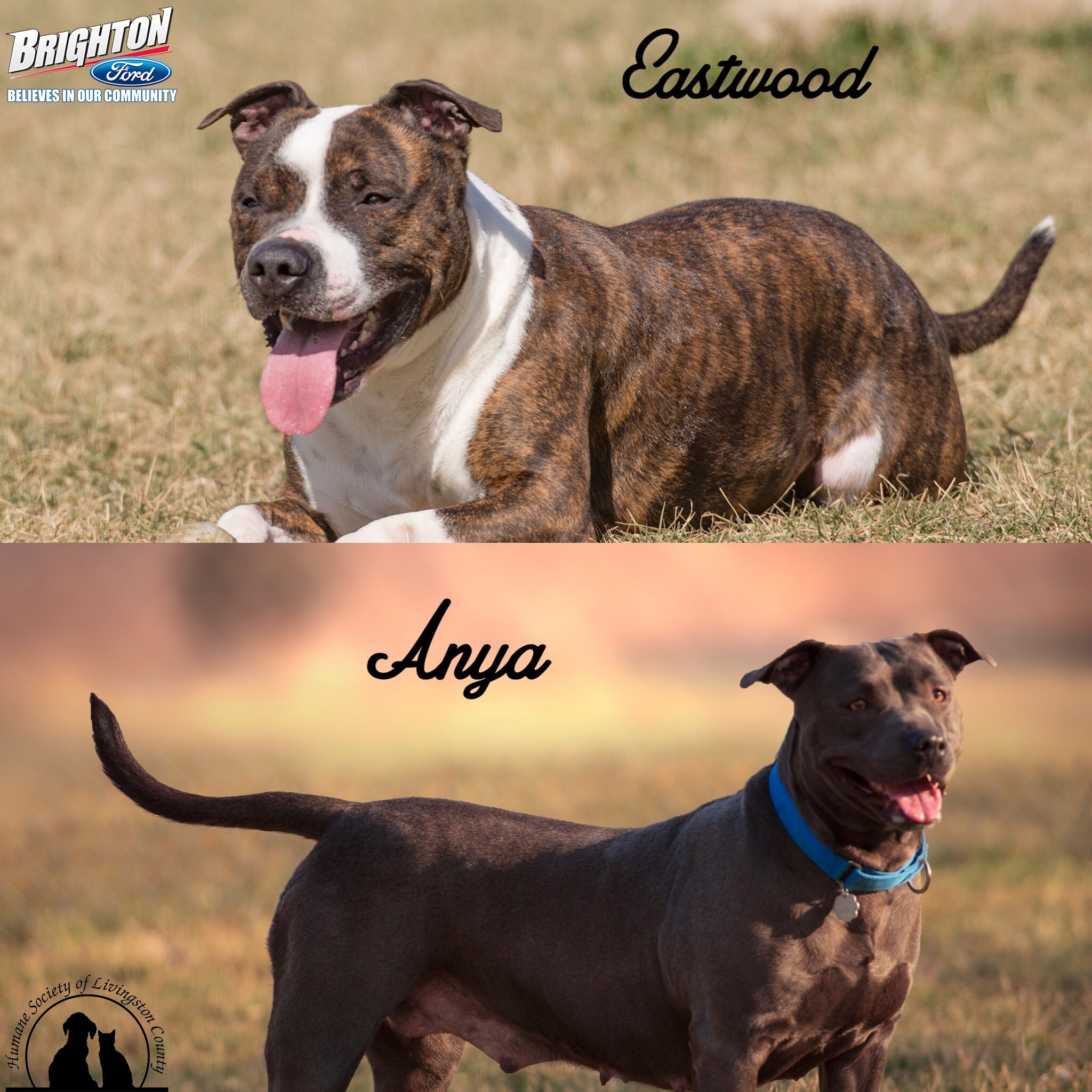 Eastwood and Anya Brighton Ford Pets Of The Week