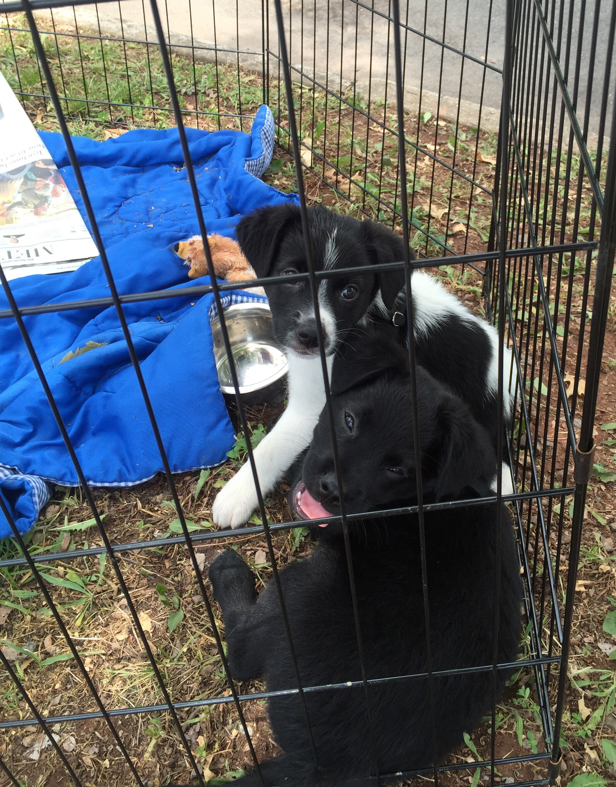 Subaru Pet Adoption Event Is A Huge Success Thanks To You Brown S Manassas Subaru