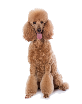 Staff member Barbara Bourgeois from ID_fe7c556f5bbf