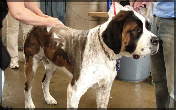 Doggy-Days-Wash.png