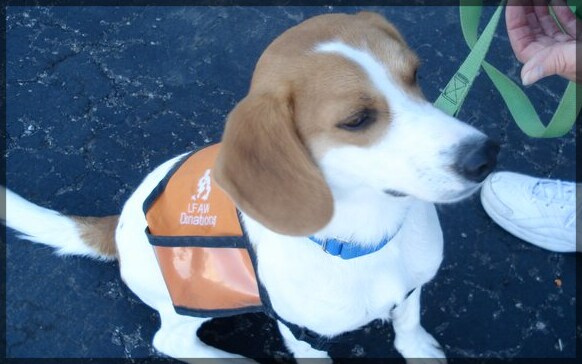 Love-A-Pet-Busam-Subaru-Cincinnati.png