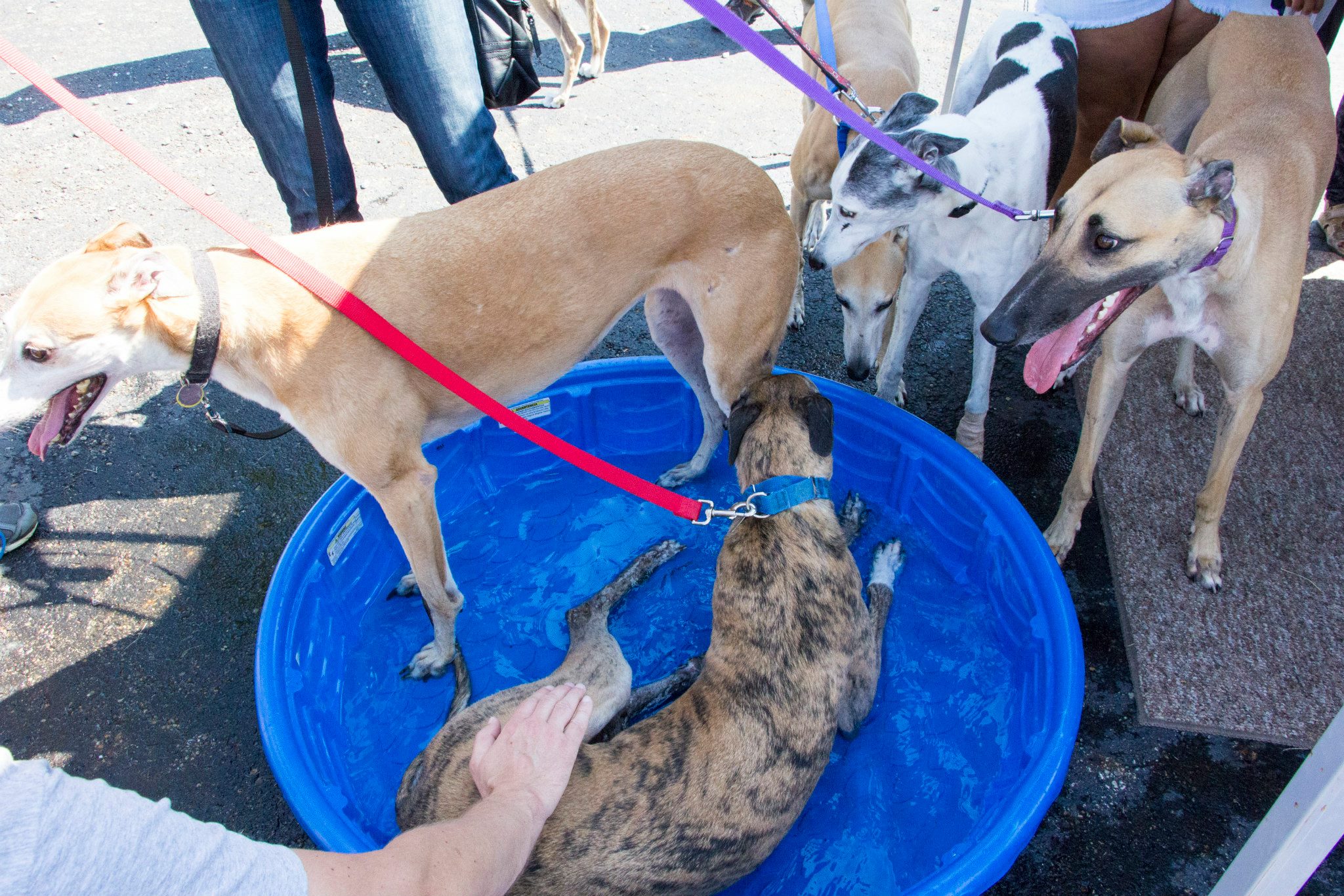 Byers Airport Subaru Pet Event
