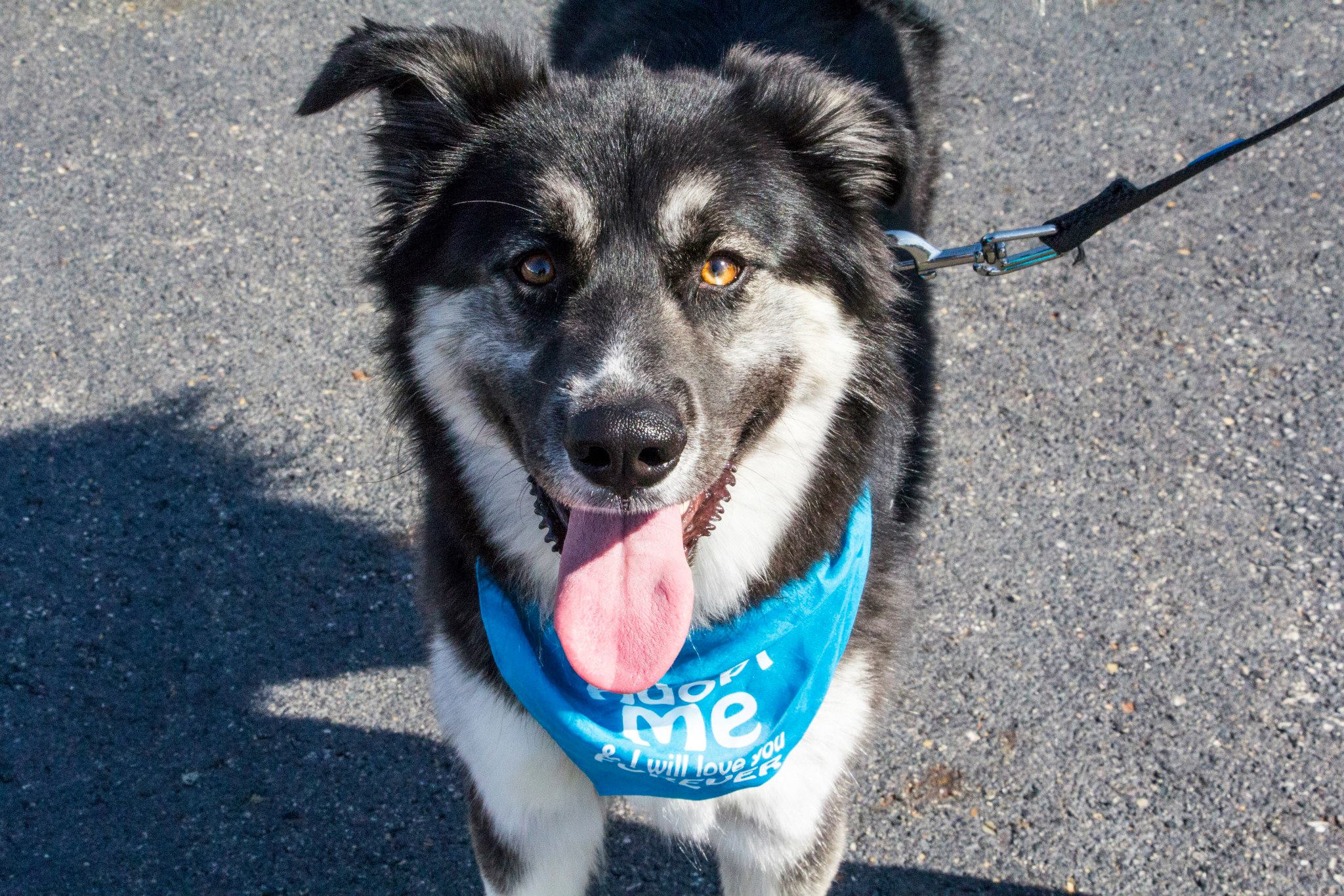 Byers Airport Subaru Pet Event