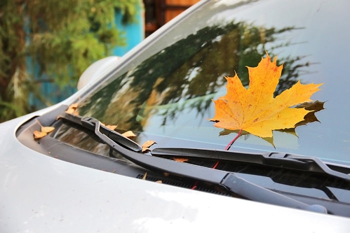 Leaf_On_Car_Windshield.jpg