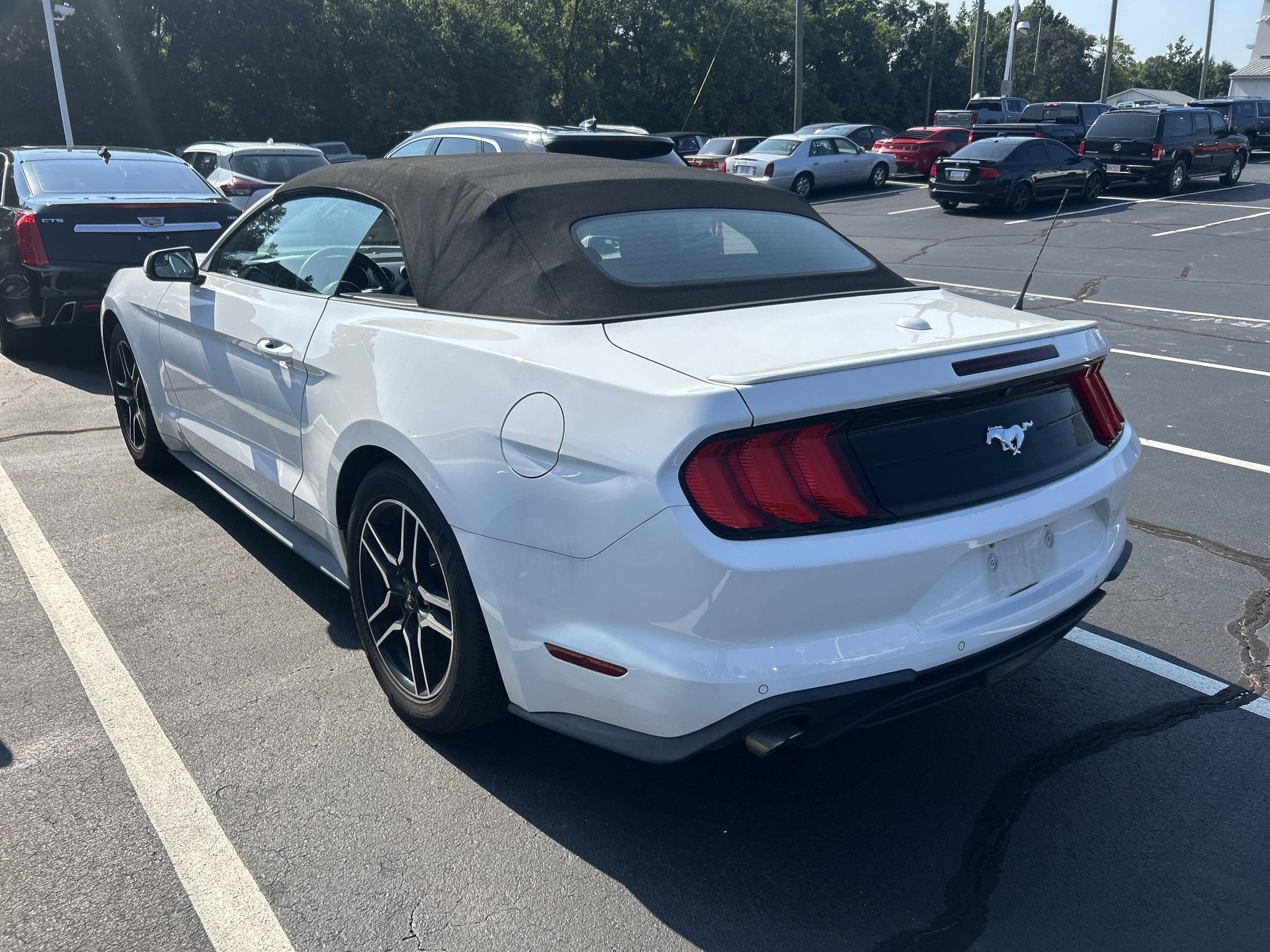 Used 2019 Ford Mustang EcoBoost with VIN 1FATP8UH7K5151565 for sale in Pineville, NC