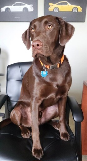 Staff member Ace from ID_c03bb9