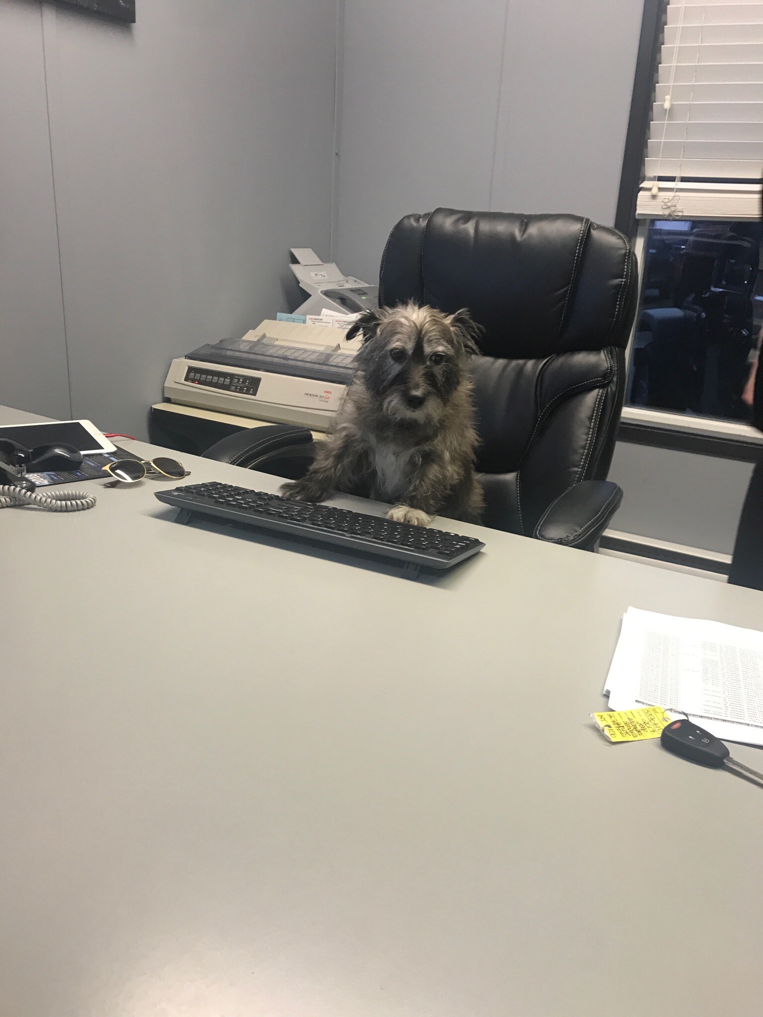 financedog.jpg