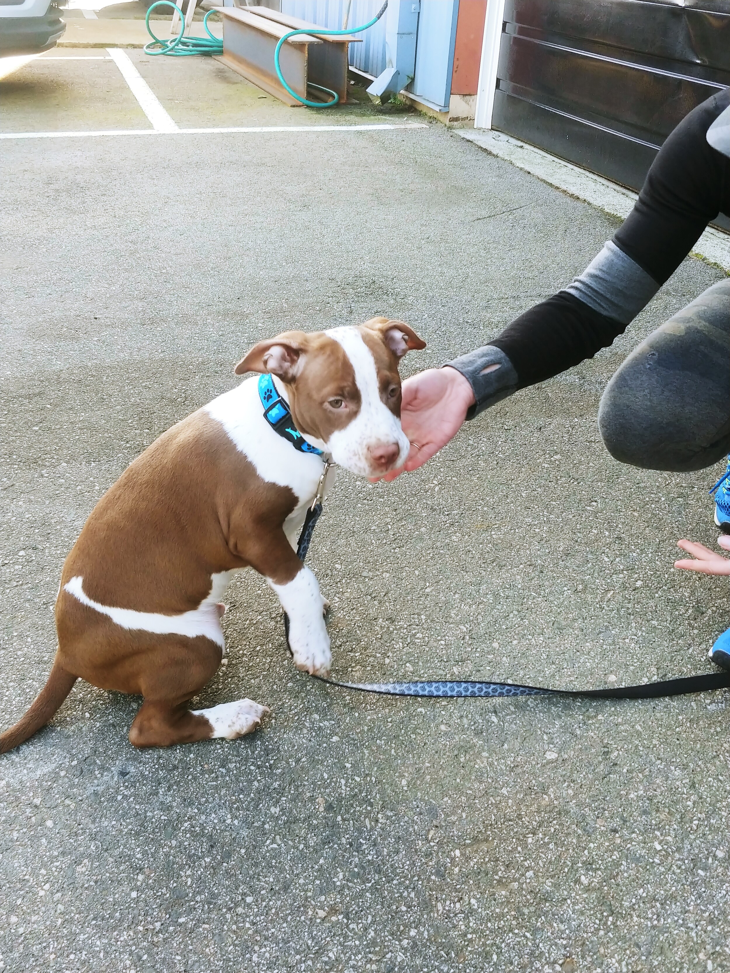 PITTYPUPPY.jpg