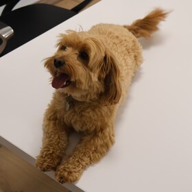 Staff member Rocco from ID_d09a261d8cab