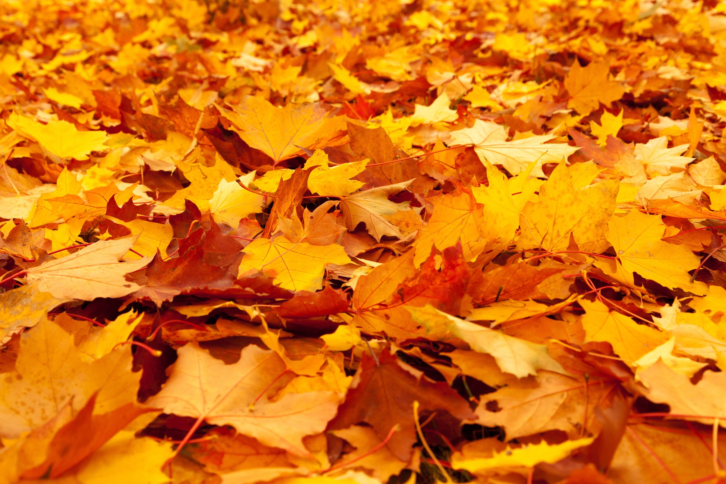 Fall Service Chevrolet Of Troy fall-service-chevrolet-of-troy
